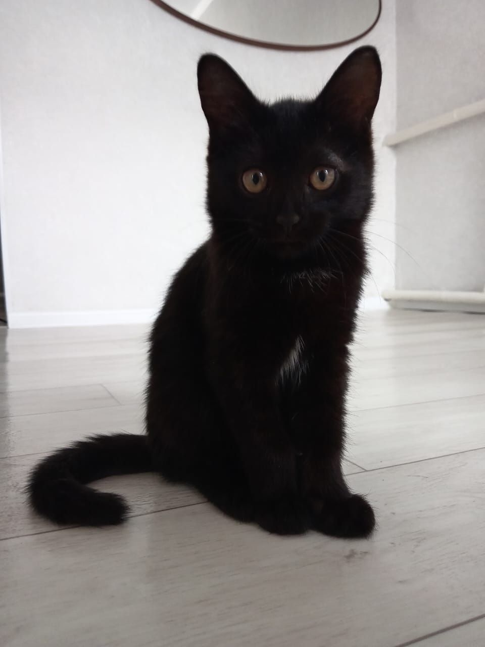 Марғаулар/котята