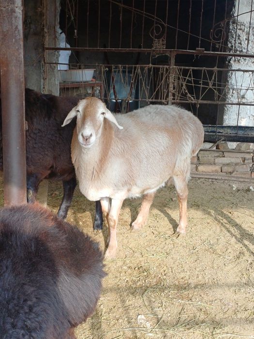 Арашан семіз саулық қой сатылады