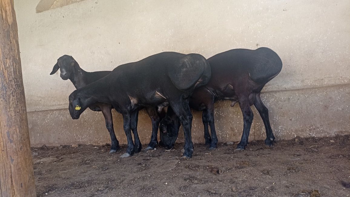 Qora hisori qo'chqorlar 80kg dan 120 Продается большие барабаны