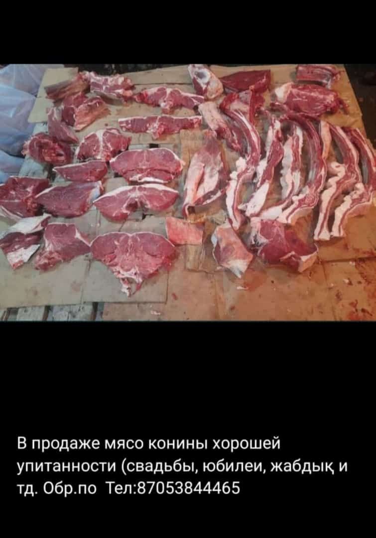 Продам Мясо конины на откорме лошади с 1.3 года до 2 лет жеребчики