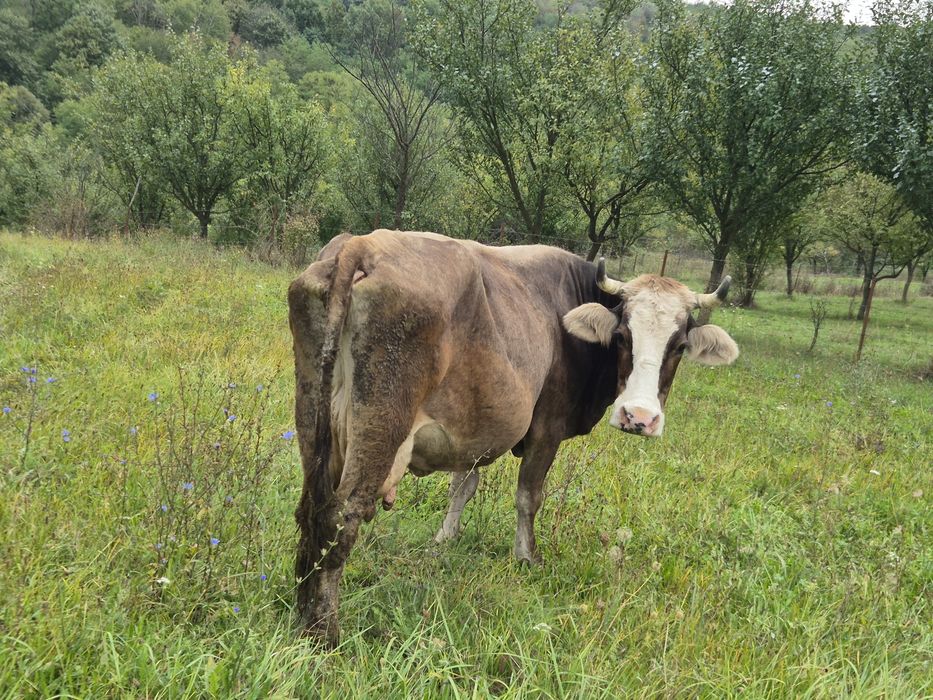 Vaca   cu  lapte