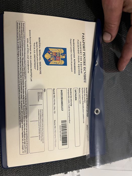 Cal pur sânge englez