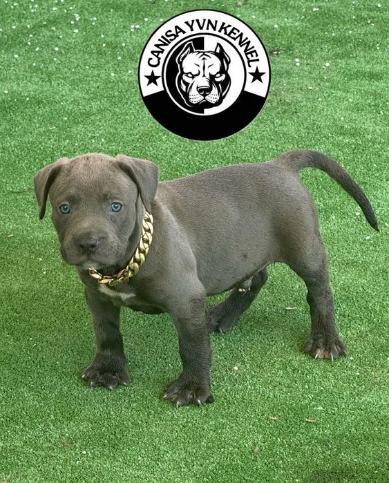 Mascul amstaff blue