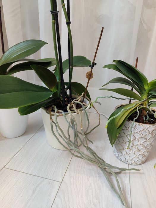 Отцветашка орхидея гигант