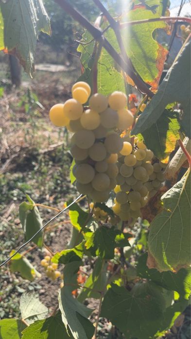 Gradina cu vie 11190mp, Belcesti - Satu nou, jud.Iasi