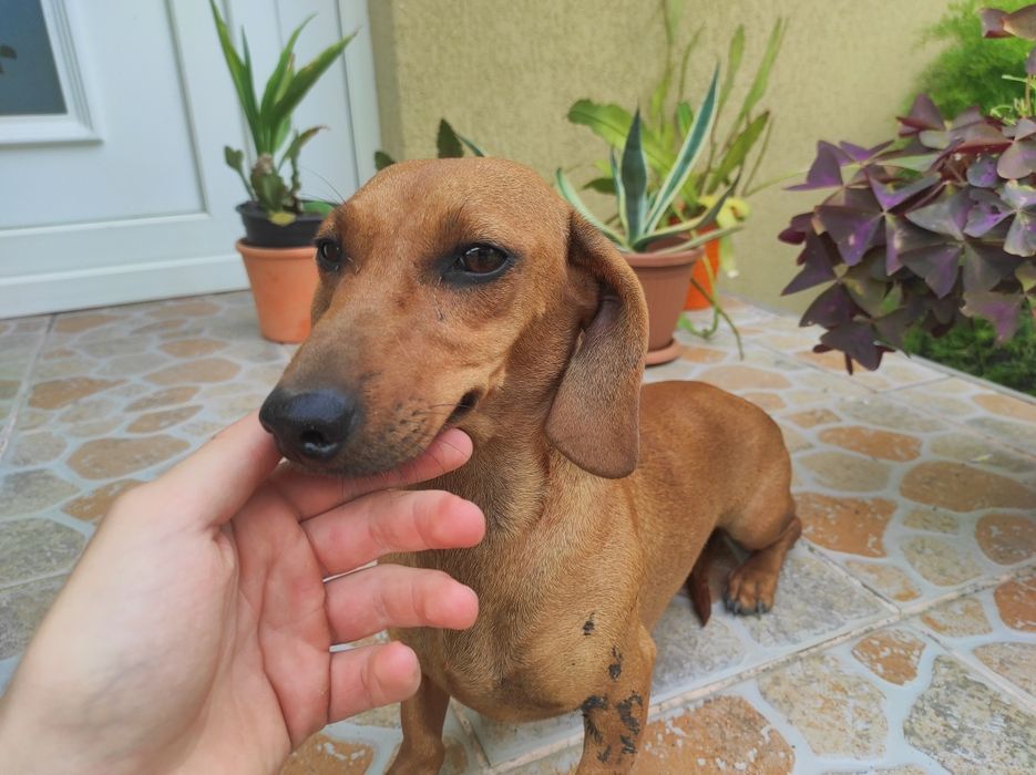 Vând Femelā Teckel