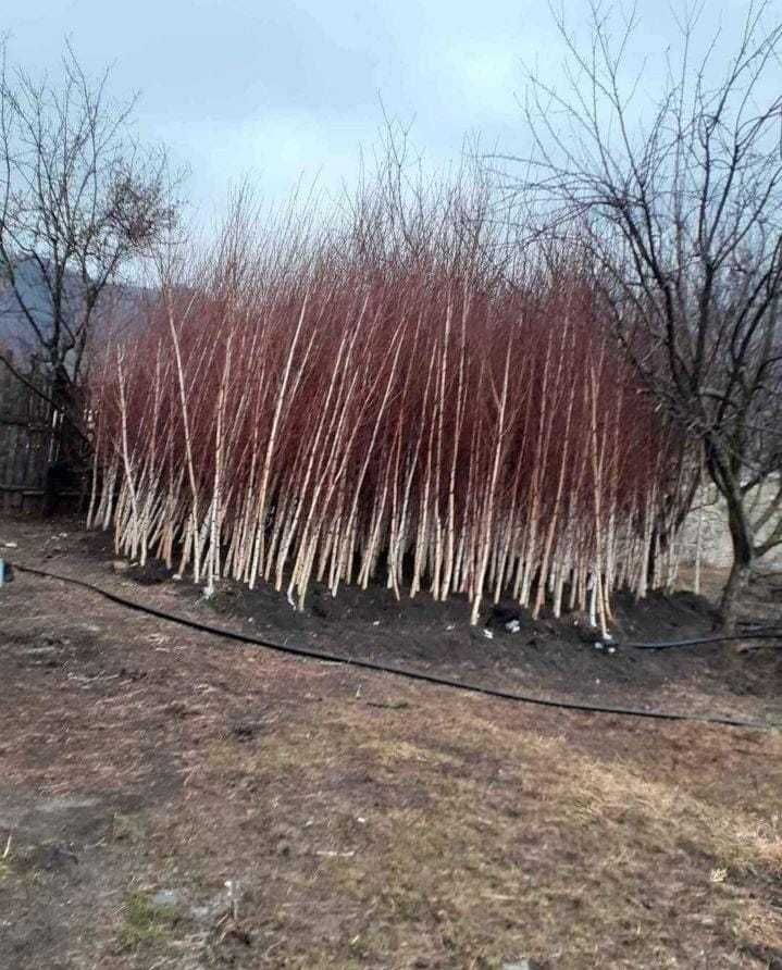 Mesteacăn cu Scoarță Albă – Arbore Elegant, Ideal pentru Peisagistică!