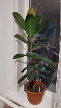Продам  растение "Фикус каучуконосный", растению 2 года.