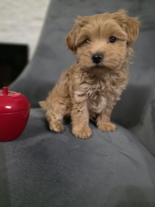 Maltipoo fetiță mini toy