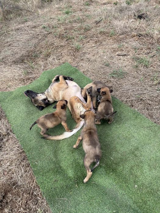 Белгийска овчарка -Малиноа