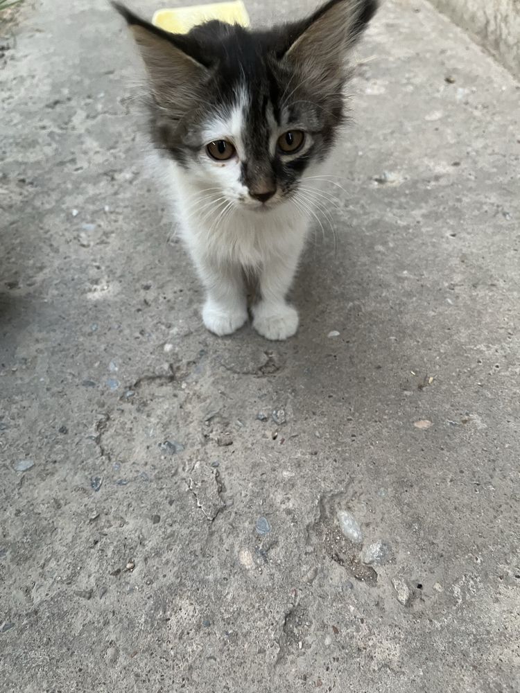Котята, отдам в хорошие руки. 1,5 и 2 месяца.