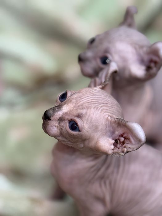 Котята эльфики готовы к бронированию