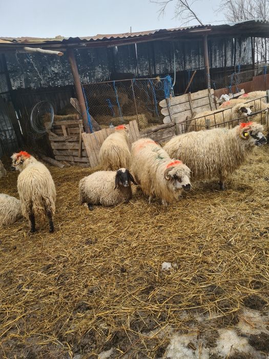 Oi de vănzarela preț bun ,15 buc bortoase ,depuse  5 buc cu miei lângă