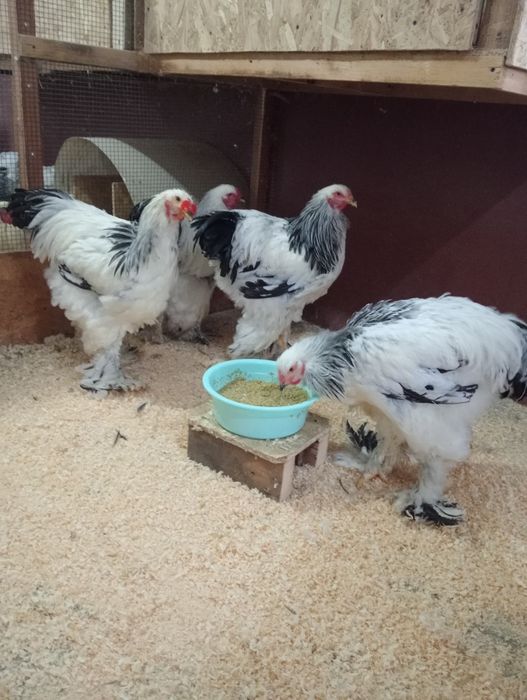 Cocosi brahma herminat deschis