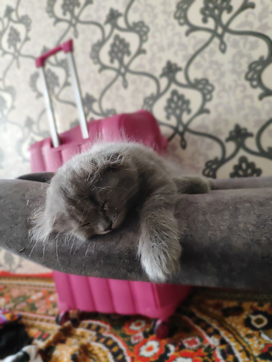 Шотландский выслоухий