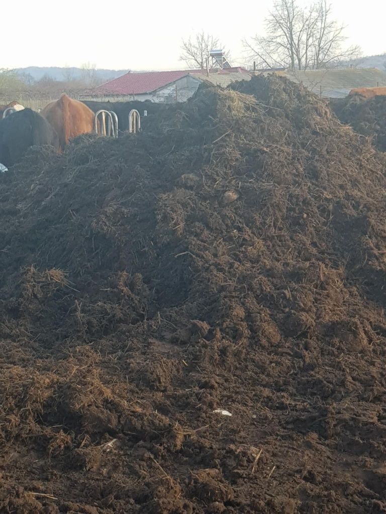 Bălegar de grajd