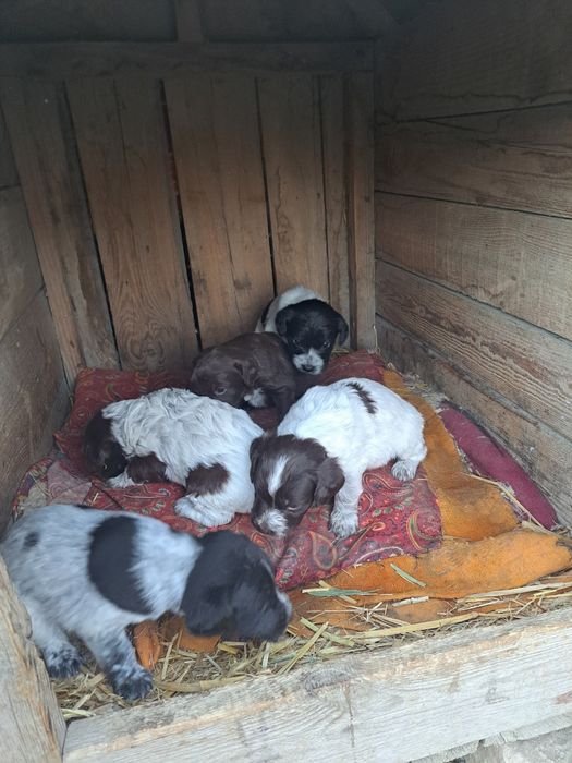 Сабака охота рабоши күшіктері сатылады