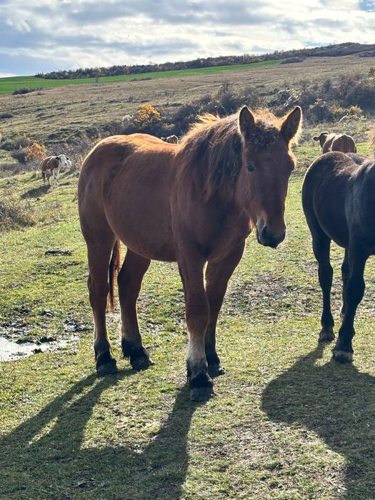 Vand sau schimb cu vaci vitele intarcate