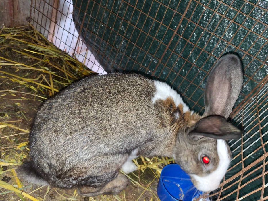 Iepuri rex dalmatian, berbec german, secuiesc