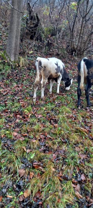 Vand vitel de 5 luni