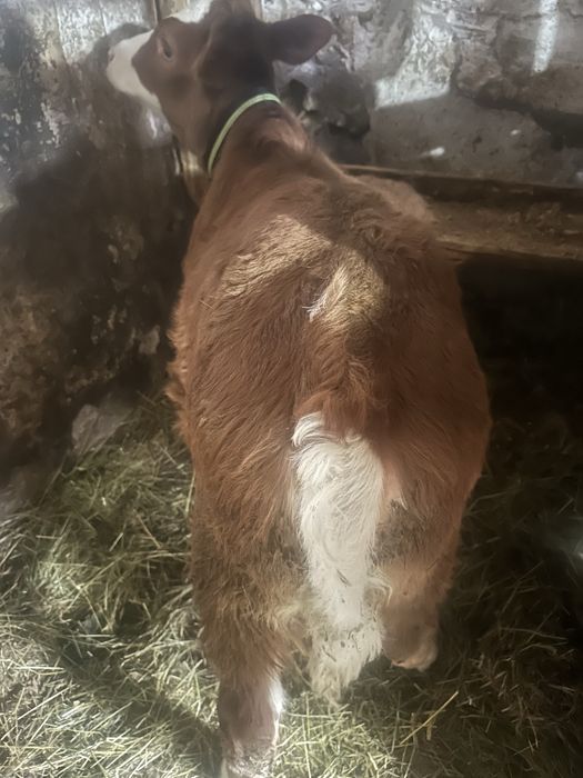 Vand doue vitele intarcate una angus si baltata