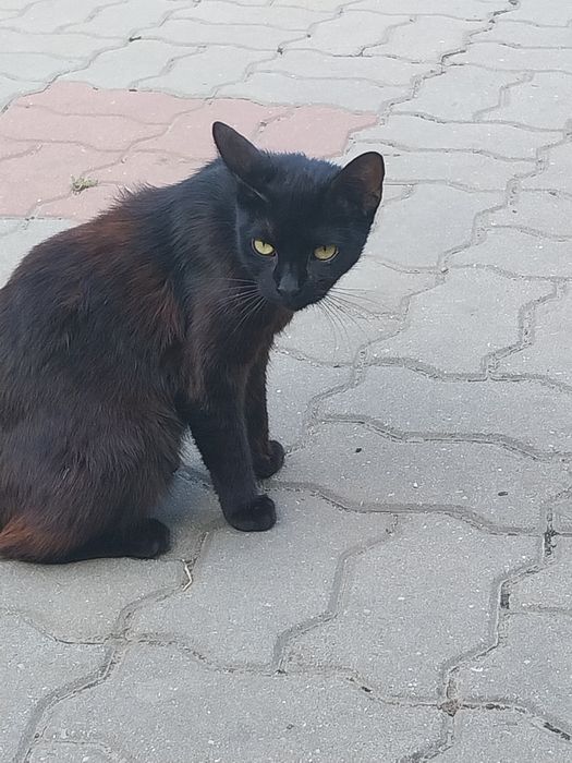 Donez pisicute dragalașe