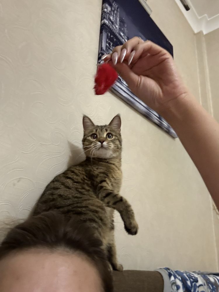 Кошку 1 годик бесплатно