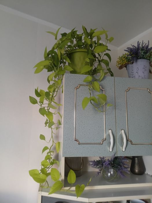 Продам цветы  в связи с переездом.цена символически, спрашивайте цену