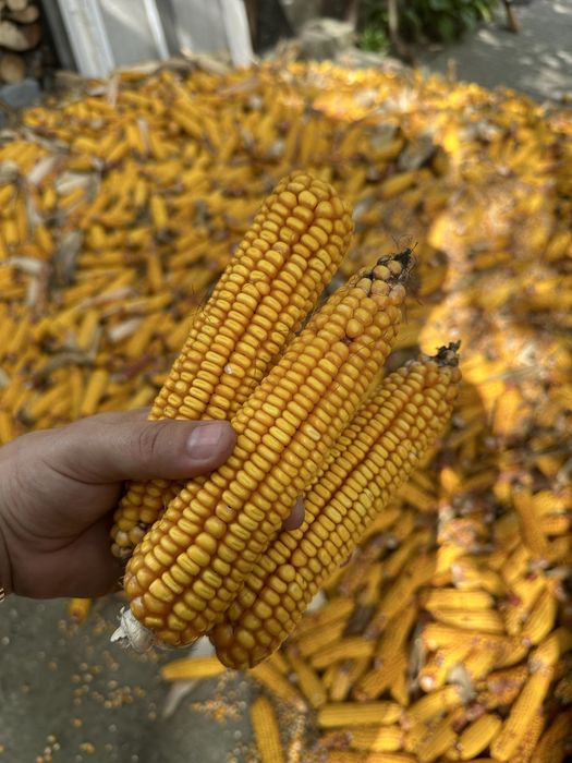 Porumb Fundulea 2025