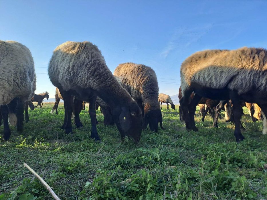 Продавам черноглави овце