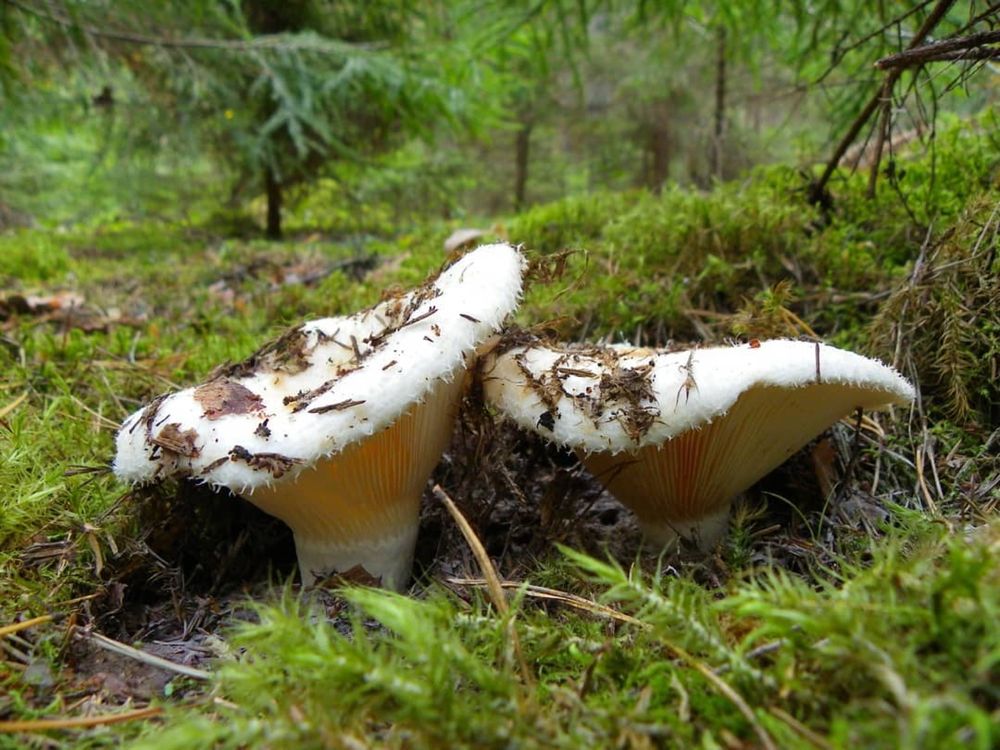грибы белые груздь грузди