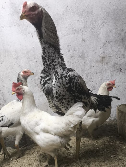 Петух о шамо июньский