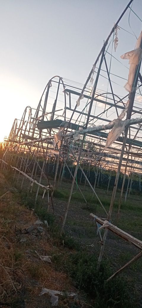 Arnik hama narsasibilan sotiladi