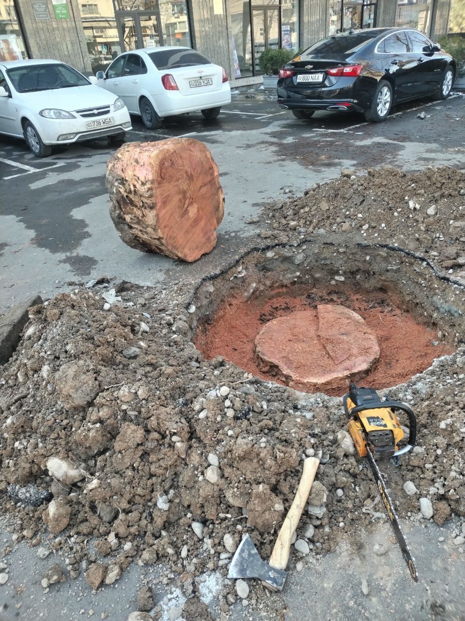 Дарахткесиш,газон иккиш 7/24