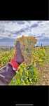 Vand struguri pentru vin productie 2025