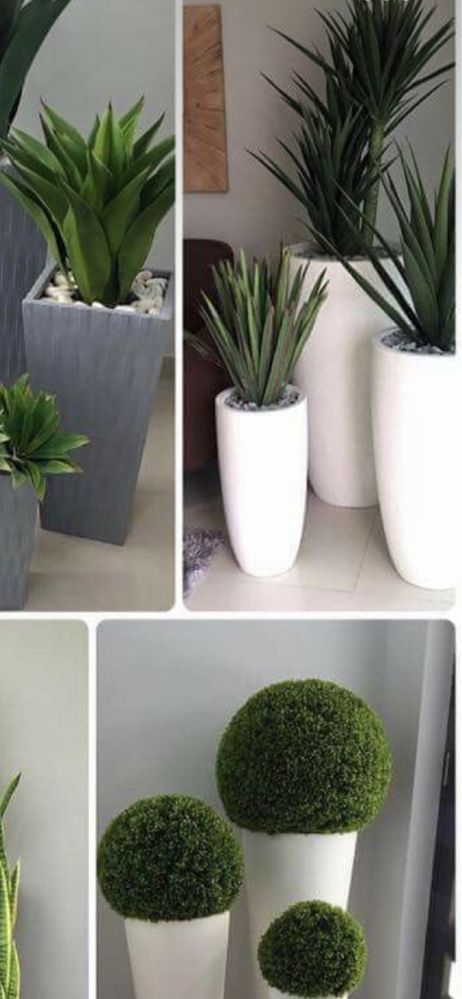 Plante de înaltă calitate si stil
