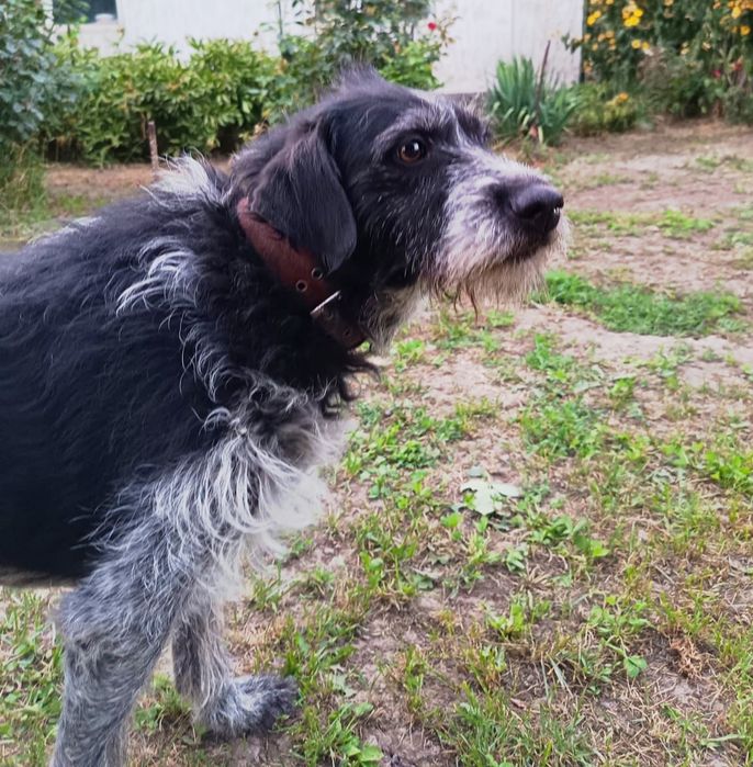 Ждём любящих хозяев