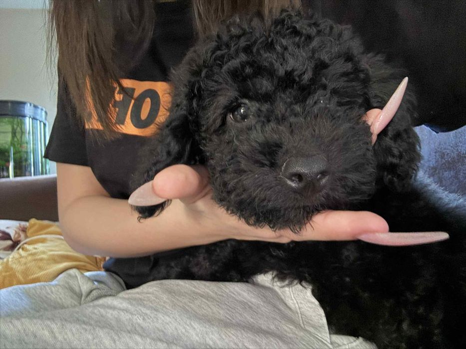 Женско кученце,  Мини Пудел. 1200 лв.