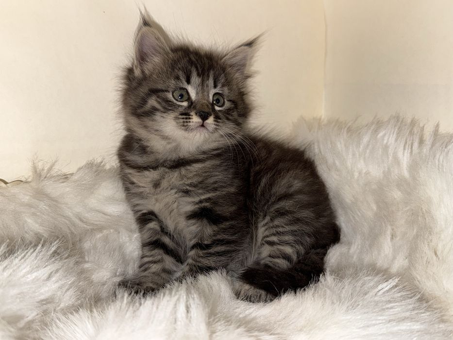 продается кошка 1 месячная