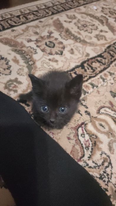 Милого котёнка отдам бесплатно