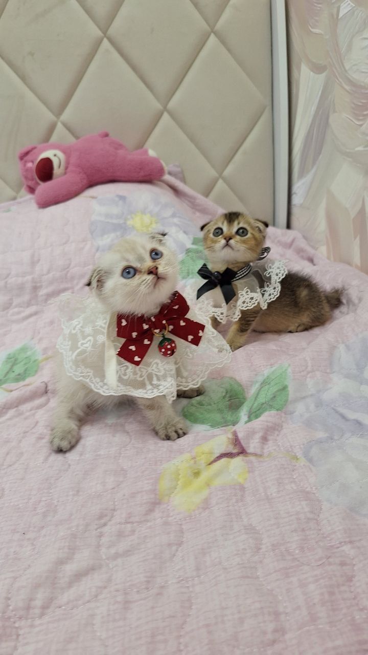 Продаю котят шиншил фолд