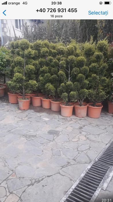 Plante ornamentale diverse preț accesibil