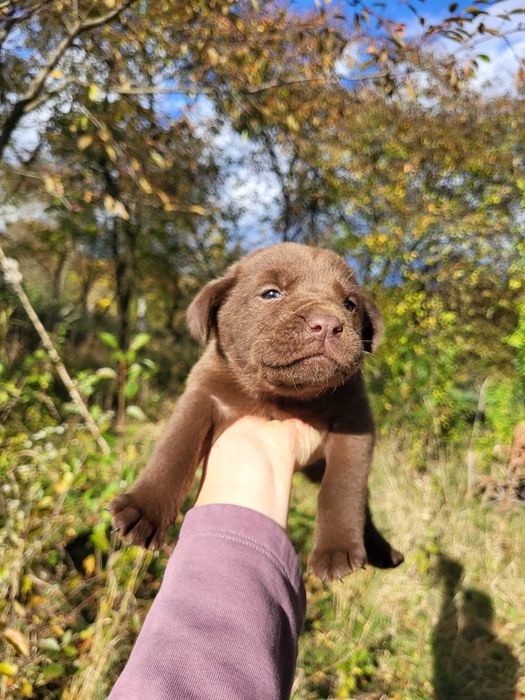 Pui de câine maro si negru