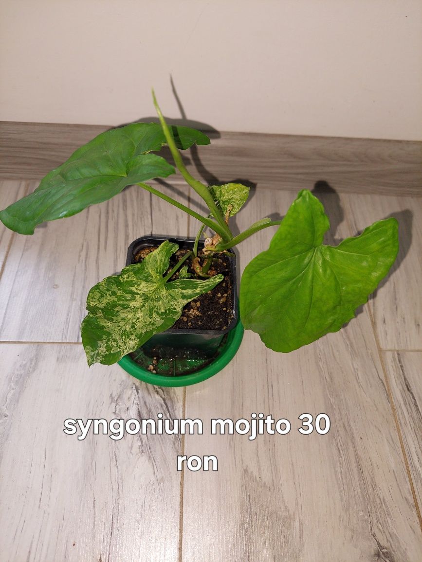 Syngonium de vanzare