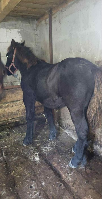 De vânzare mânz de 5/6 luni