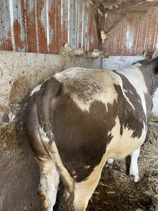 Taur 1 an , ideal pentru reproducție sau sacrificare , crescut natural