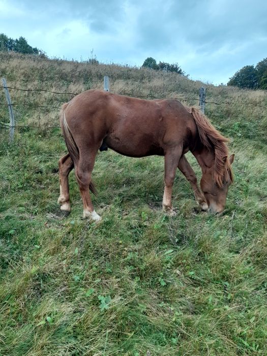 Urgent !!! Vând mânz semigreu