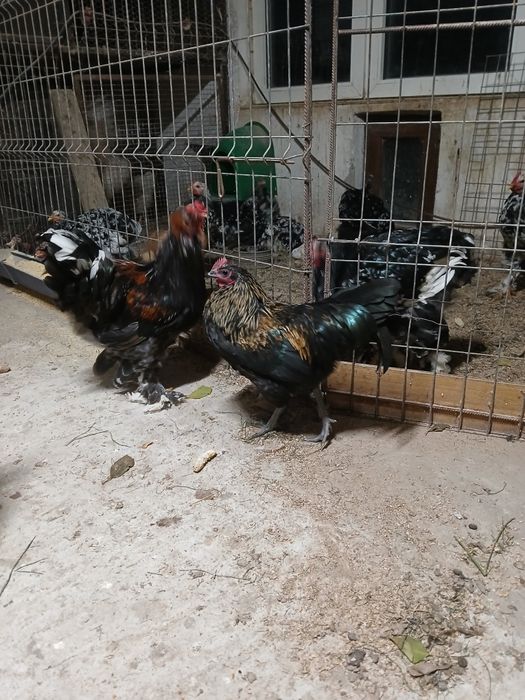 Vând gaini și cocosi
