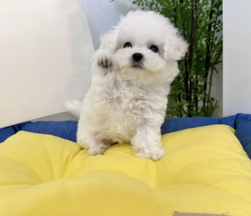 Bichon maltez mascul