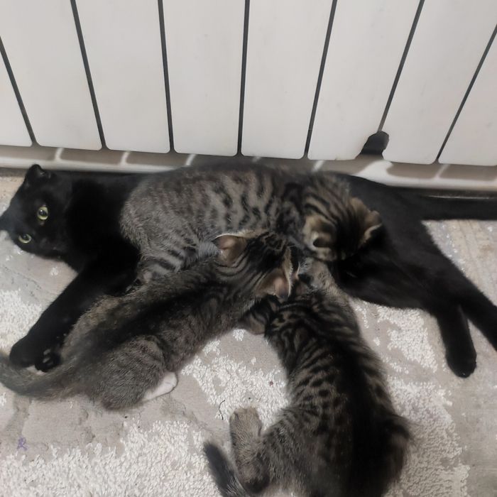 Котята, веслоухие